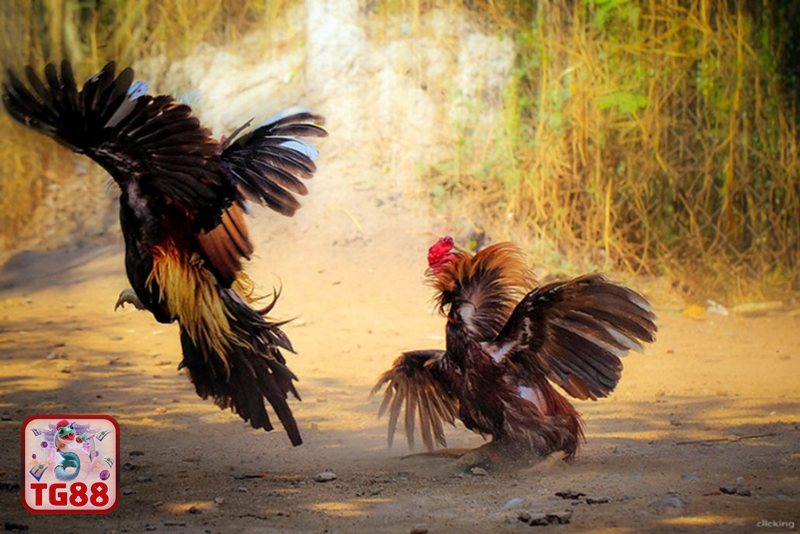 Đá Gà WS168 - Kèo cược đa dạng, dễ chọn theo phong cách người chơi