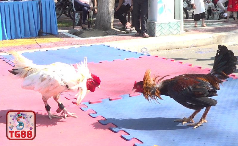 Đá Gà Cựa Sắt - Điểm khác biệt tạo nên sức hấp dẫn